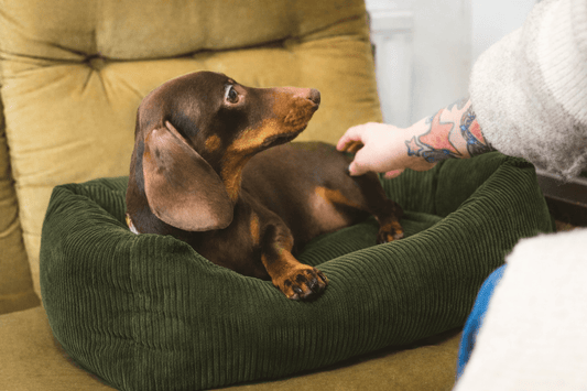 Tyylikkäimmät koiran pedit, jotka sopivat sisustukseen - RUFFY
