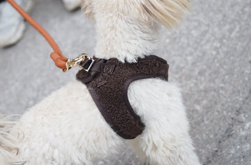 Koiralle valjaat vai panta – kumpi on parempi valinta?