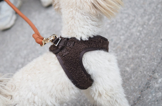 Koiralle valjaat vai panta – kumpi on parempi valinta?