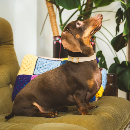 Furlou smettinen koiranpanta, hiekka