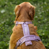 Padded Harness, Lilac
