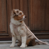 Elma dog harness, light rose