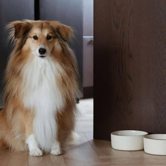 Fennec -keraaminen ruokakulho