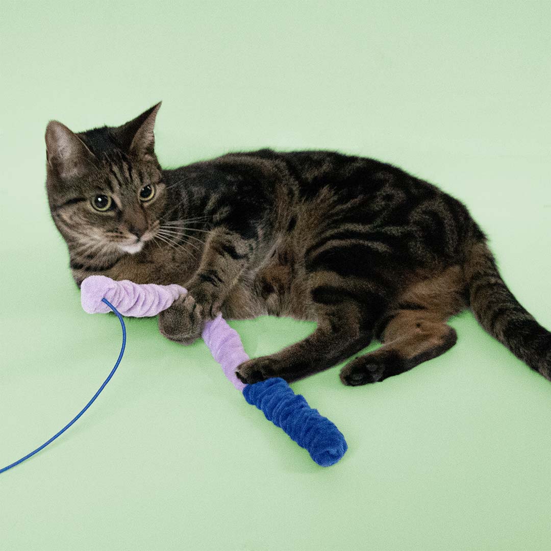 Mighty Mac -kissanlelu