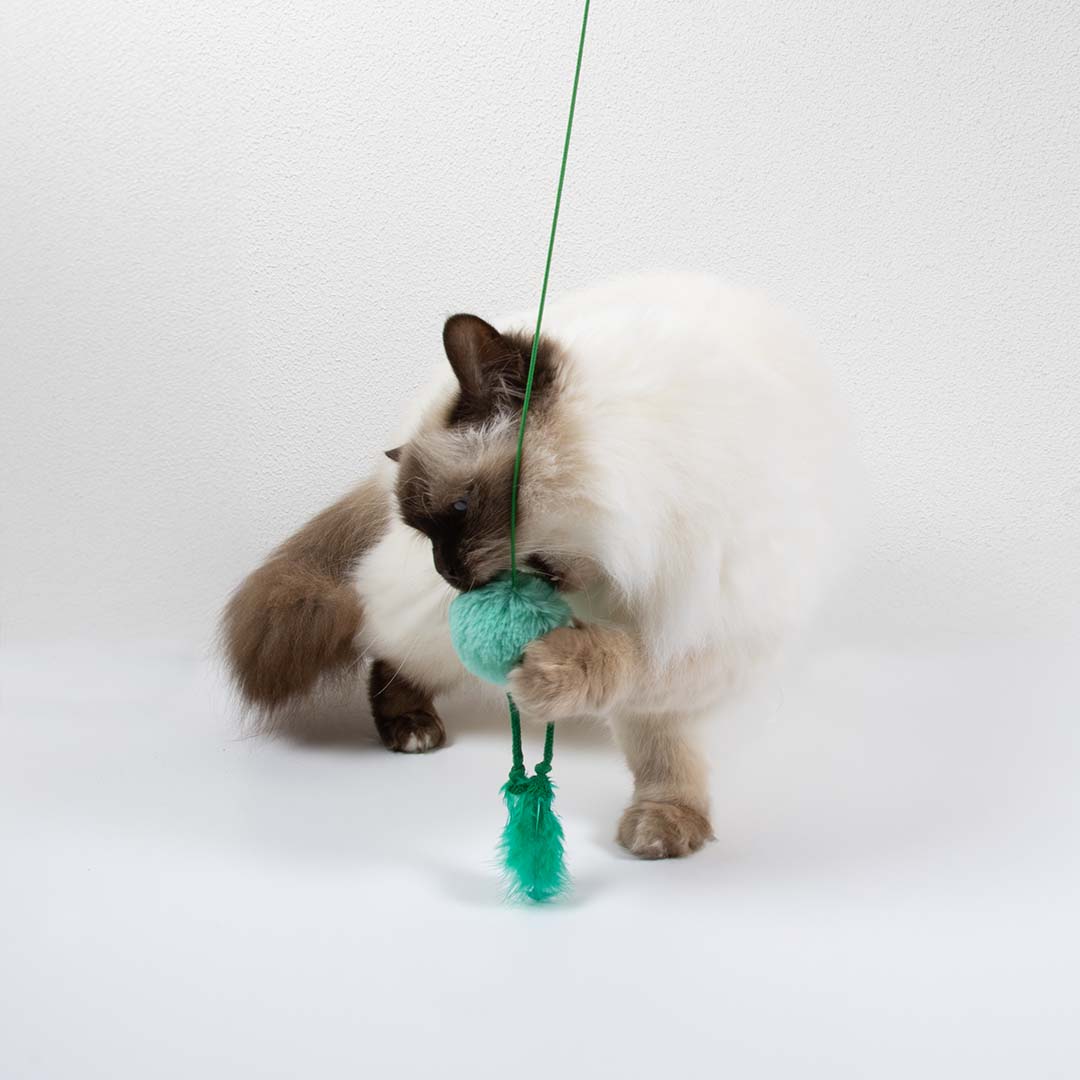 Jumping Jumpy -kissanlelu