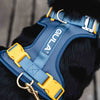 Dog harness, blue & yellow