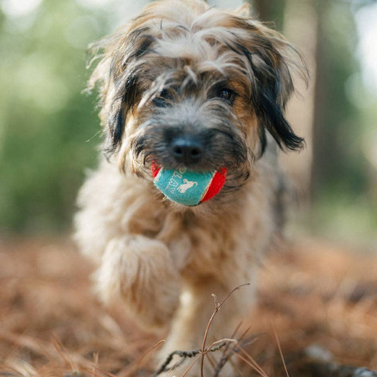 Dog tennis ball set
