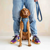 Dog harness, blue & yellow