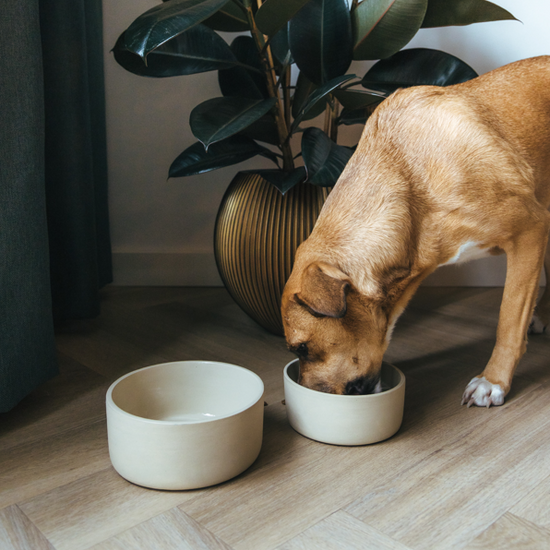 Fennec -keraaminen ruokakulho