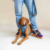 Dog harness, blue & yellow