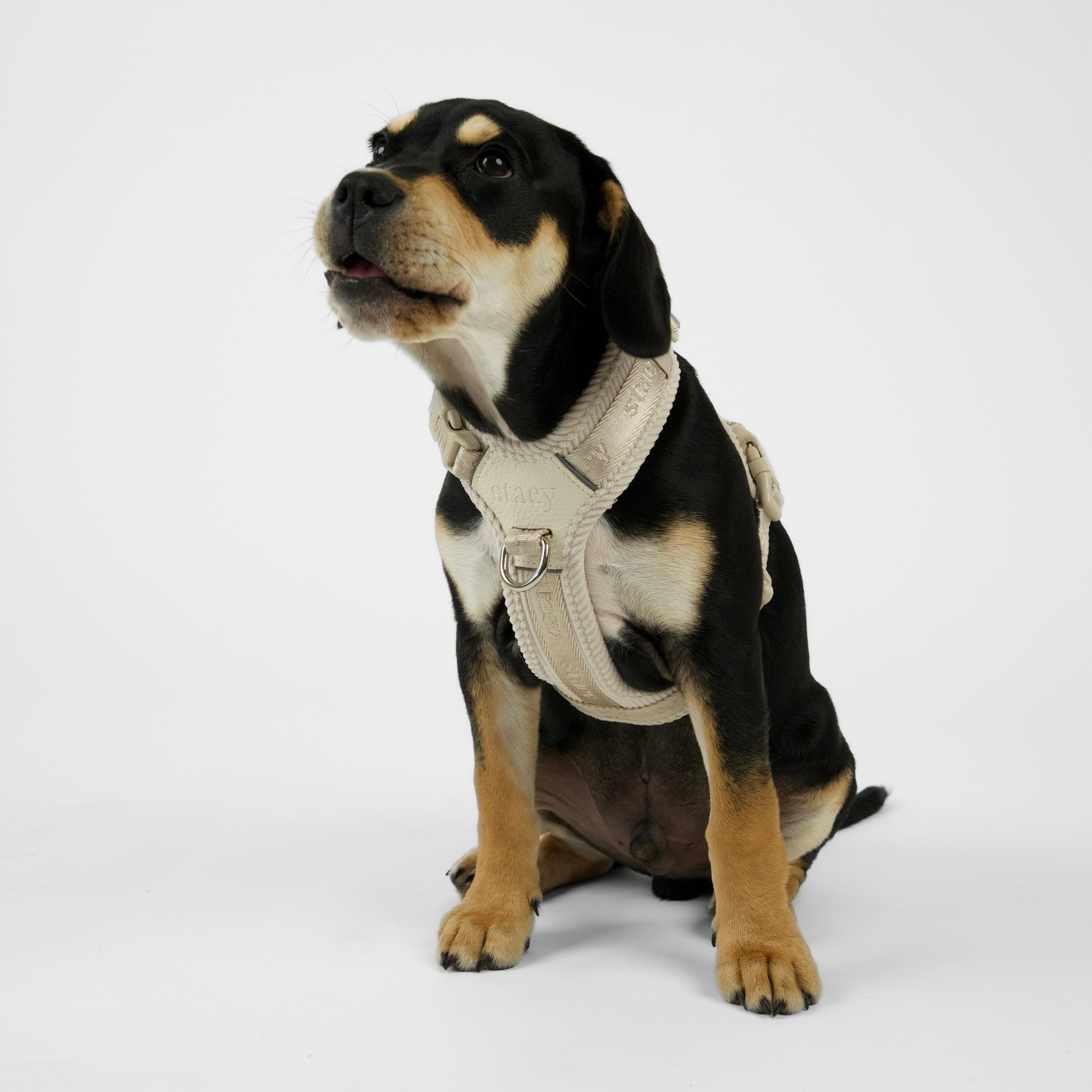 Numa Dog Harness | Oat by Staey