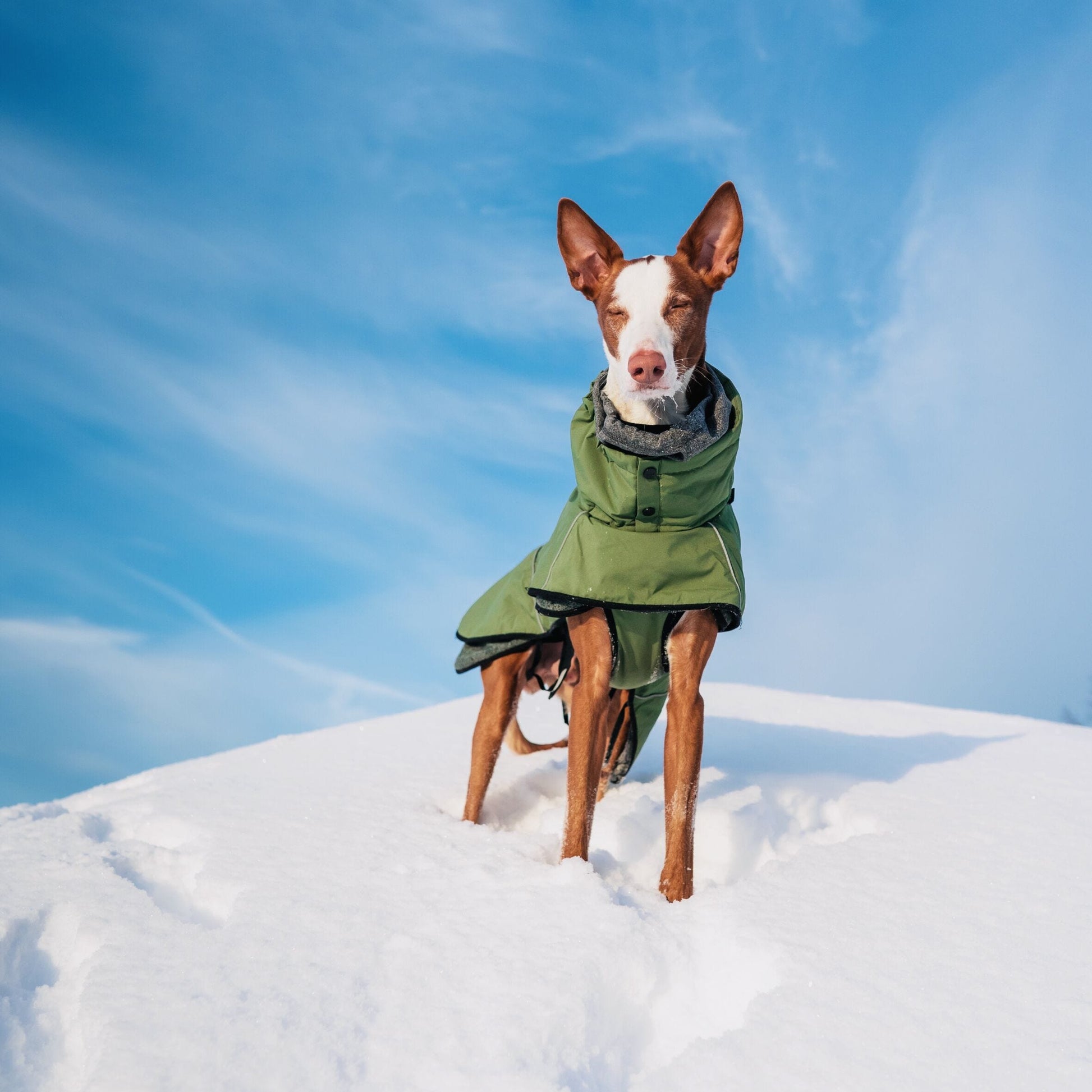 Rukka Pets Warmup 2.0 Coat – Oliivinvihreä talvitakki koiralle 