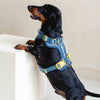 Dog harness, blue & yellow