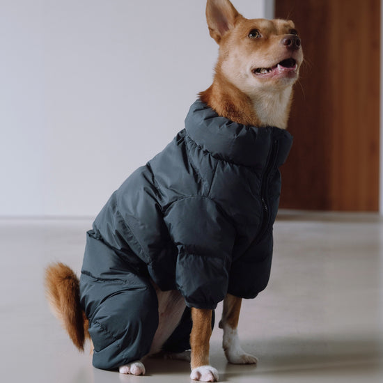 CushyCushy musta koiran puffer haalari