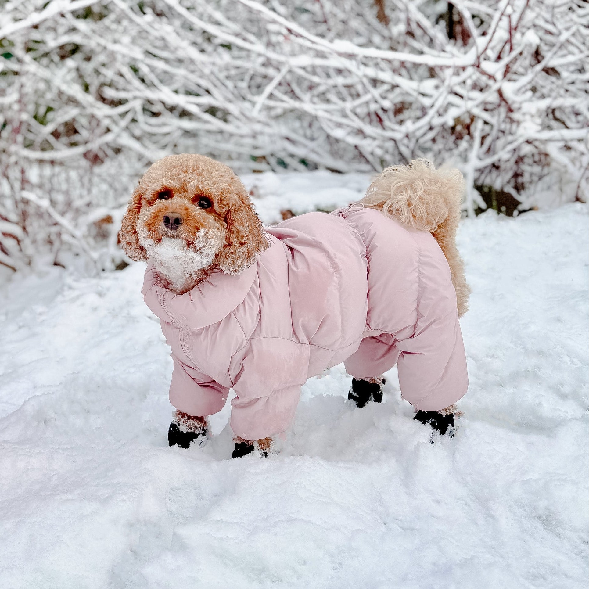 CushyCushy vaaleanpunainen koiran haalari