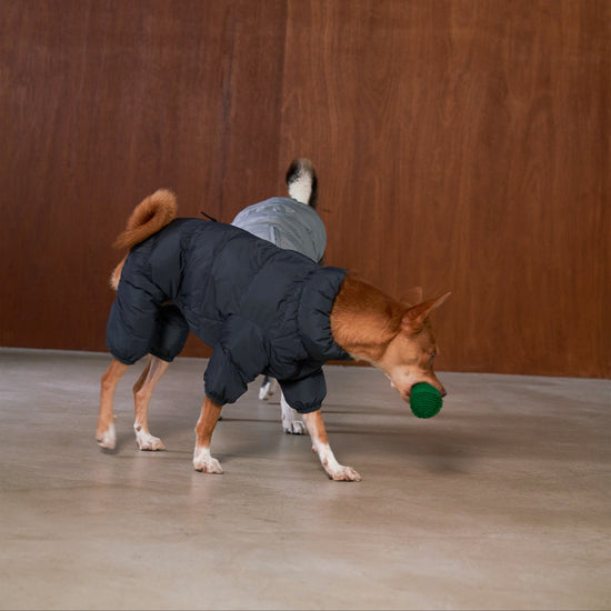 CushyCushy musta koiran puffer haalari