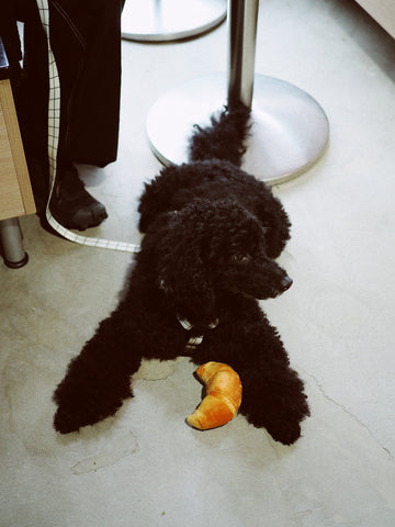 Hauskat koiran lelut