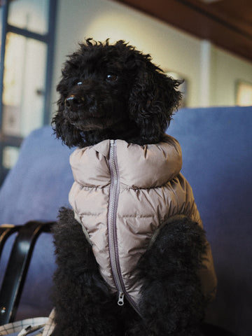 Koiran ulkoiluvaatteet