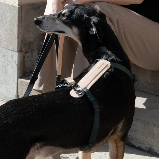 Masimalo koiran valjaat, natural-pine