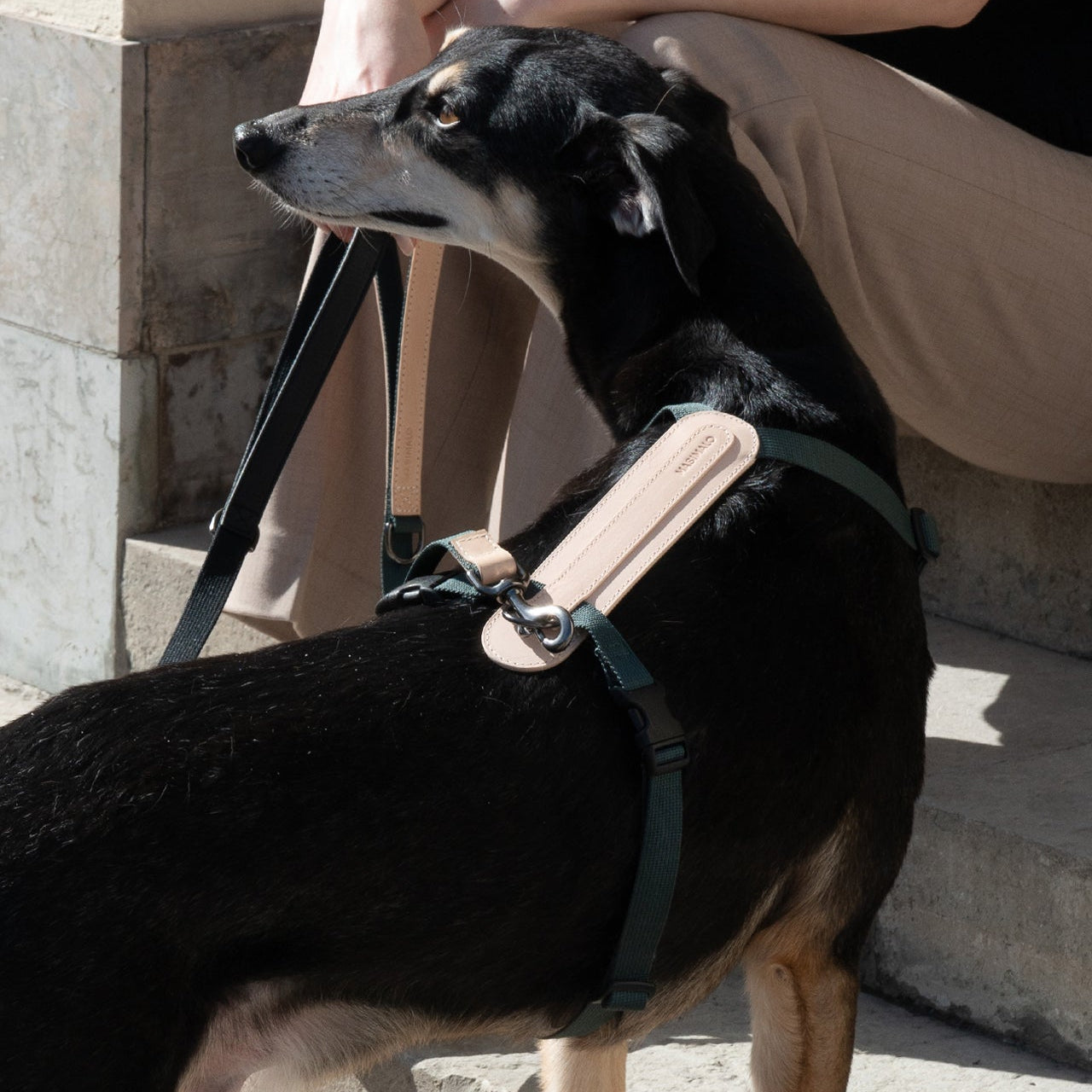 Masimalo koiran valjaat, natural-pine