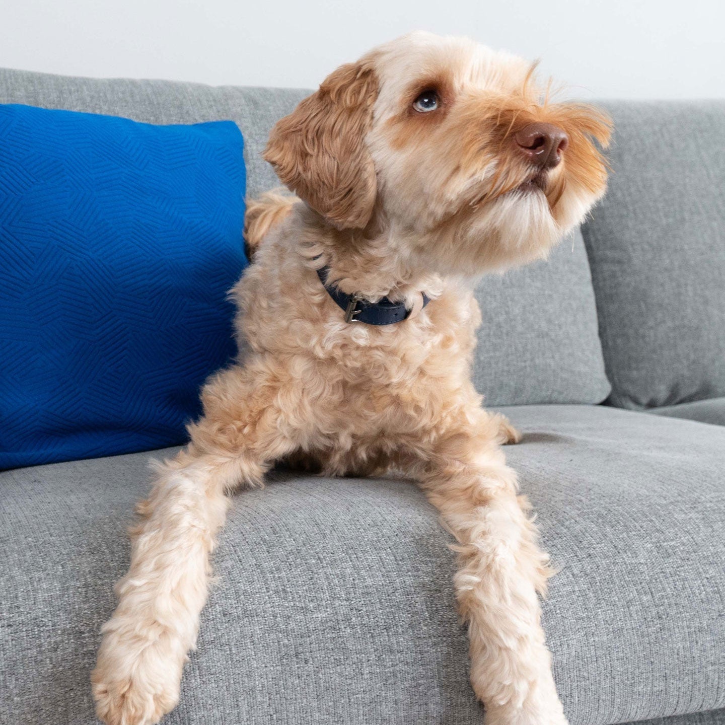 Masimalo Colour Block -kaulapanta koiralle, navy-grandala blue