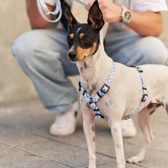 Juno -kierrätetty PET valjaat, Vichy Blue