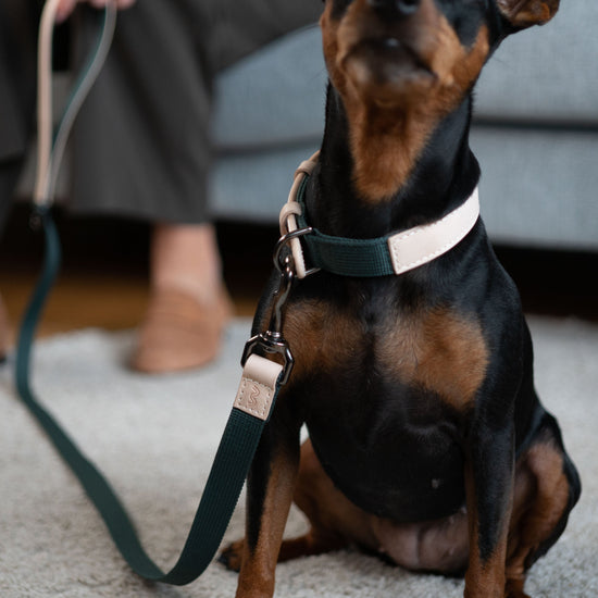 Masimalo koiran talutin, natural-pine