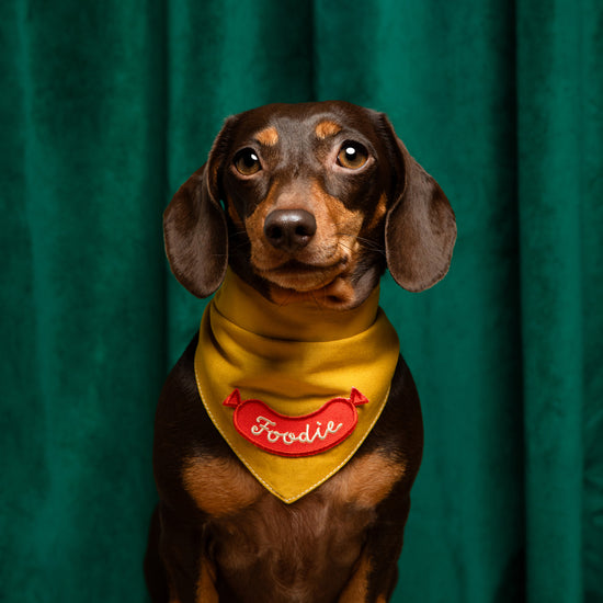 Scout's Honour Foodie ansiomerkki koiralle