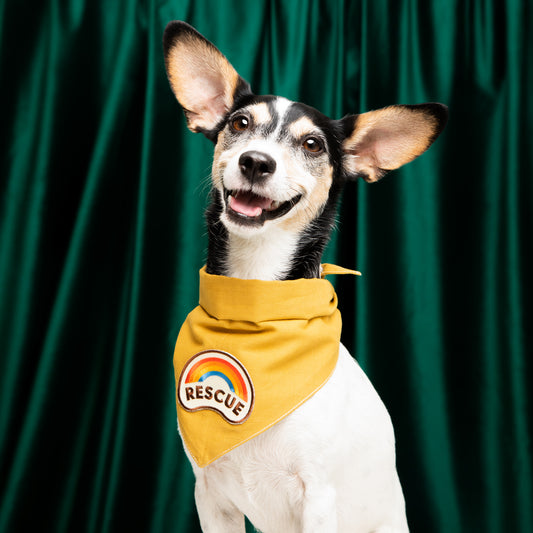 Scout's Honour Rescue-koiran ansiomerkki