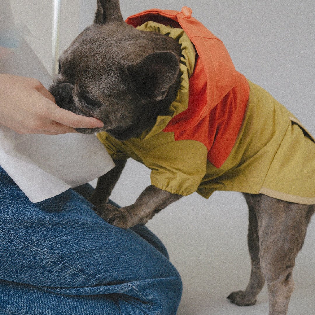 CushyCushy All - weather - koiran sadetakki, oranssi