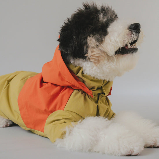 CushyCushy All - weather - koiran sadetakki, oranssi