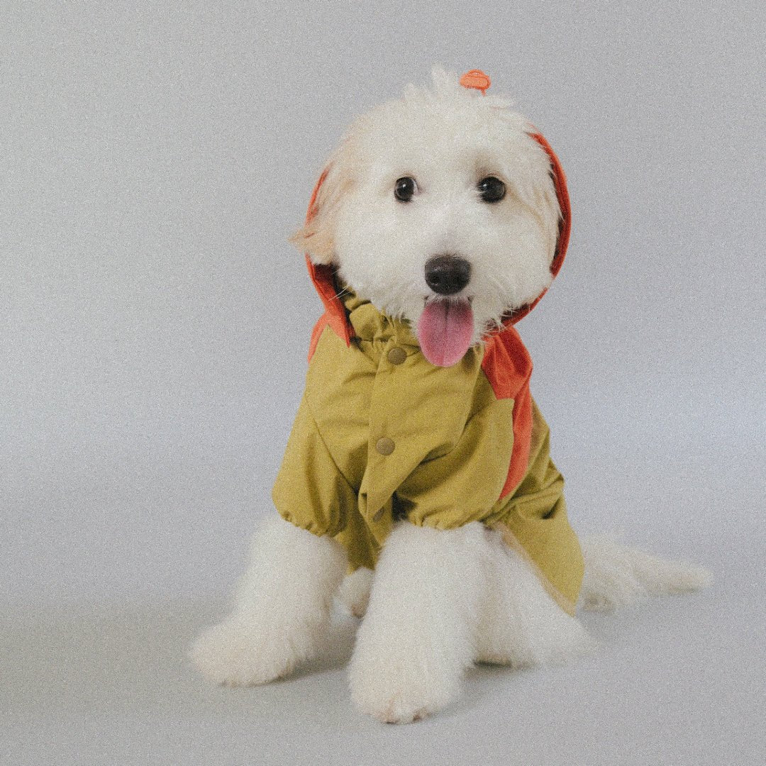 CushyCushy All - weather - koiran sadetakki, oranssi