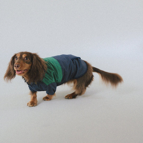 CushyCushy All - weather - koiran sadetakki, sinivihreä