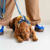 Dog harness, blue & yellow