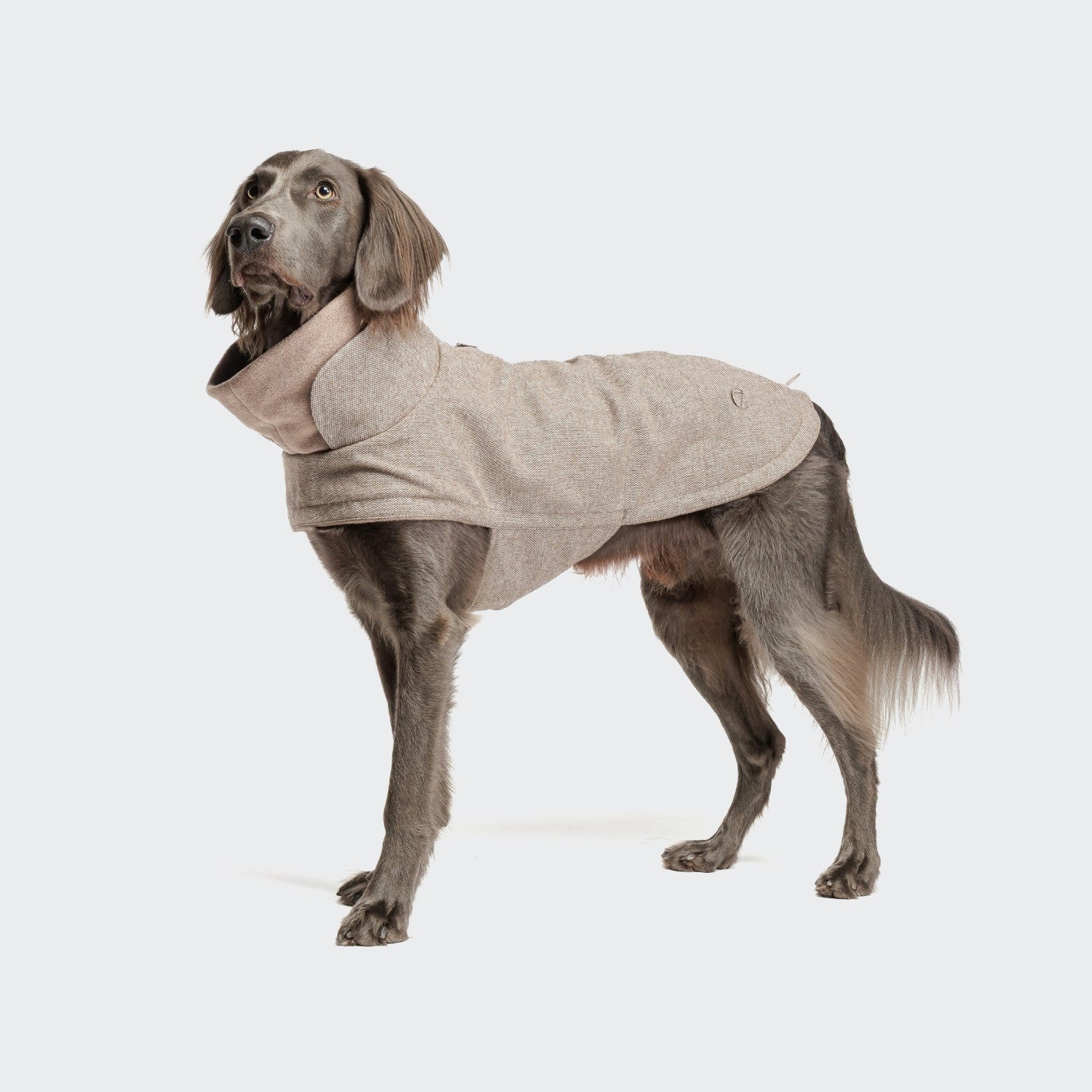 CLOUD7 Brooklyn - koiran talvitakki, tweed beige