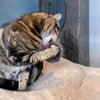 Mini Donuts Cat Toy Set