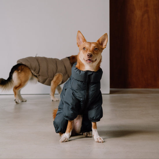 CushyCushy Cushy Puffer haalari, yönsininen