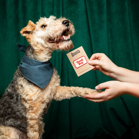 Scout's Honour Good Boy - silitettävä kangasmerkki koiralle