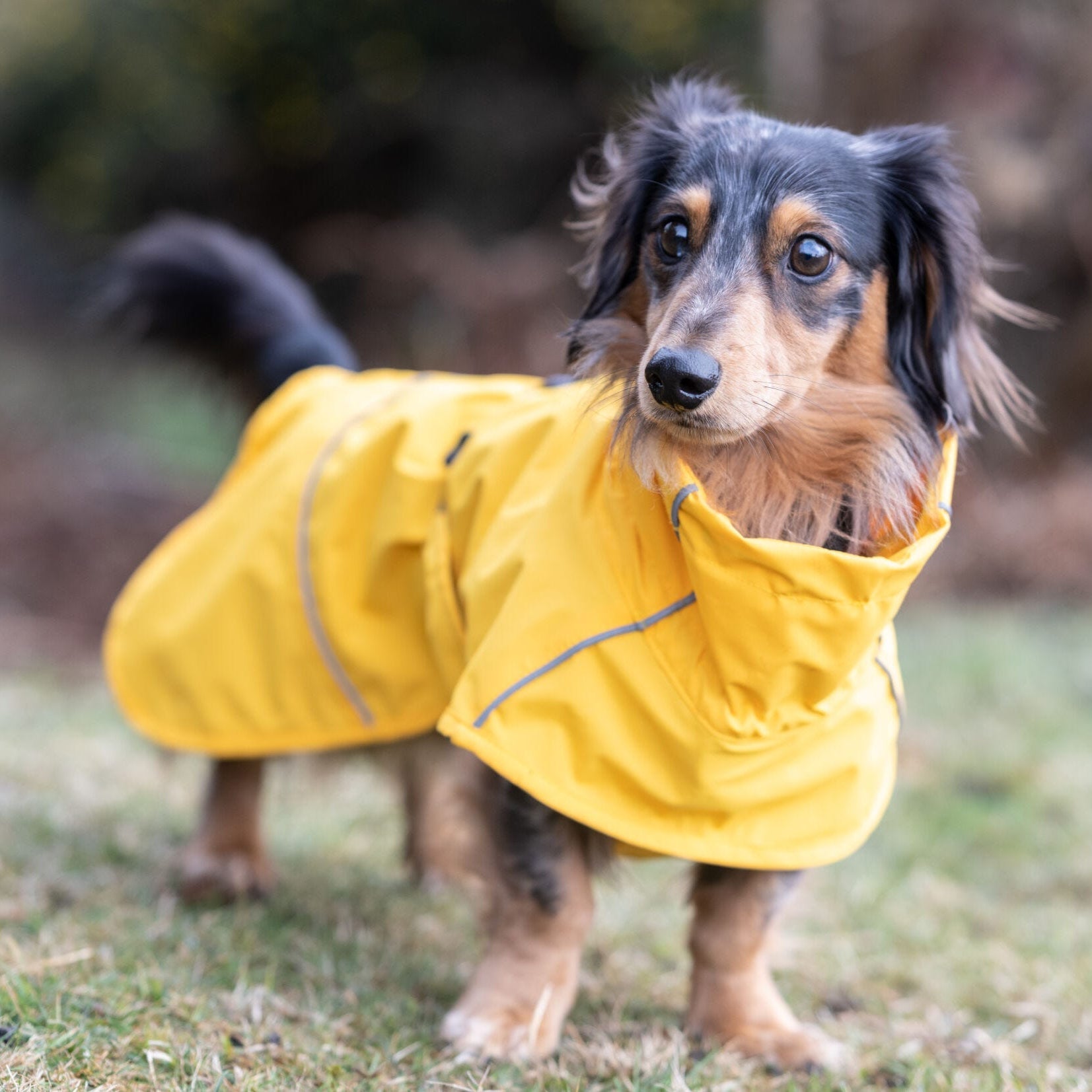 Rukka Pets Hayton - sadetakki, keltainen