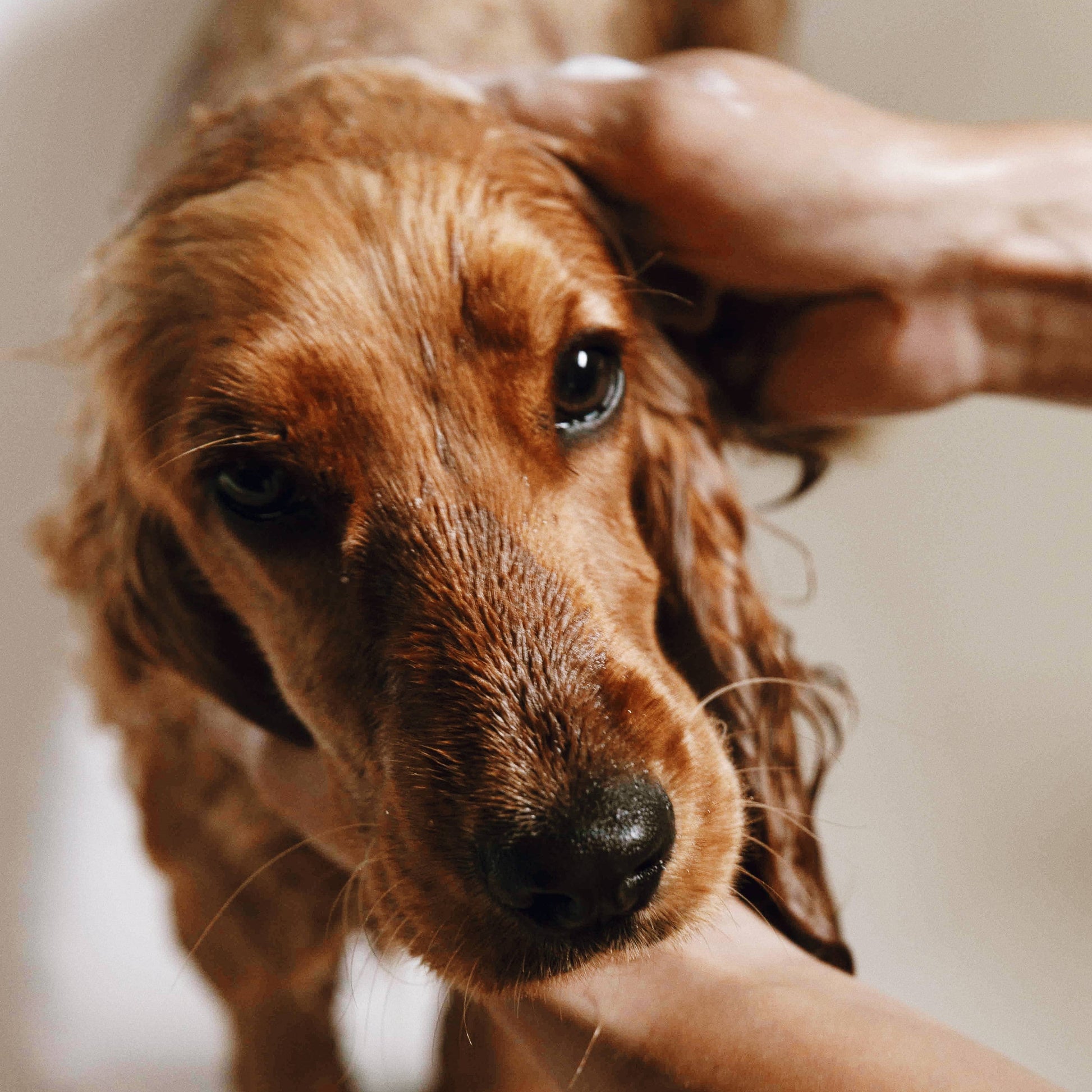 Toutou Petcare Hellävarainen koiran shampoo