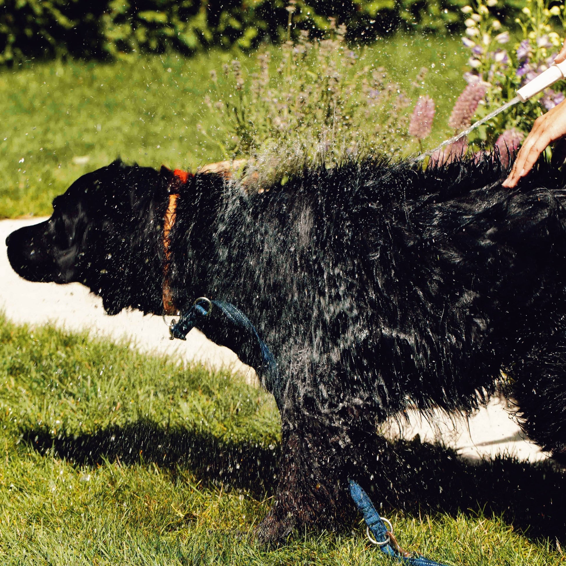 Toutou Petcare Hellävarainen koiran shampoo