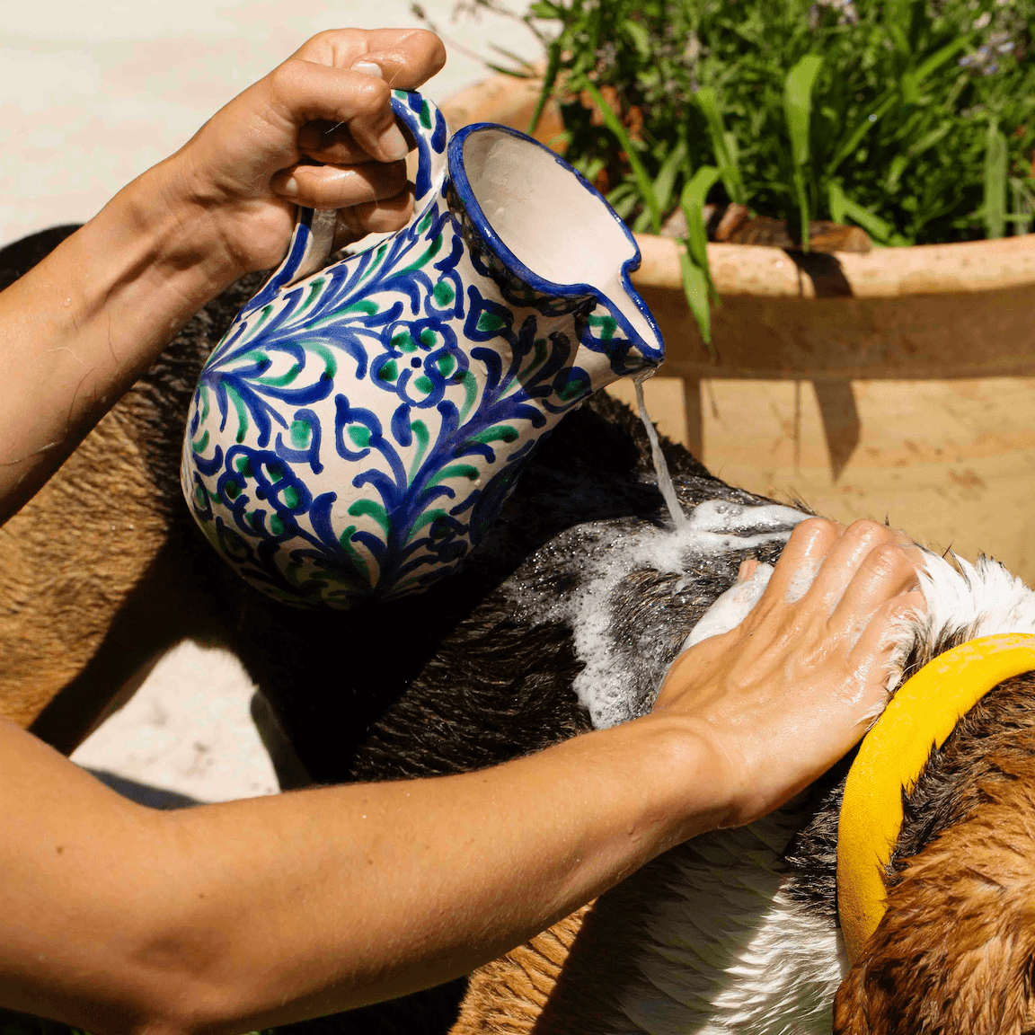 Toutou Petcare Hellävarainen koiran shampoo