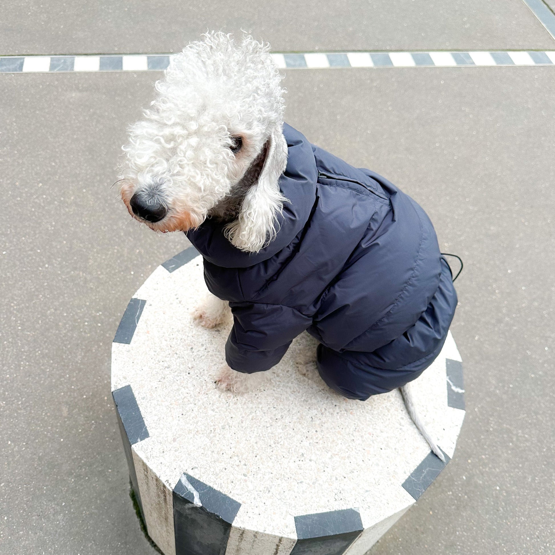 CushyCushy musta koiran puffer haalari