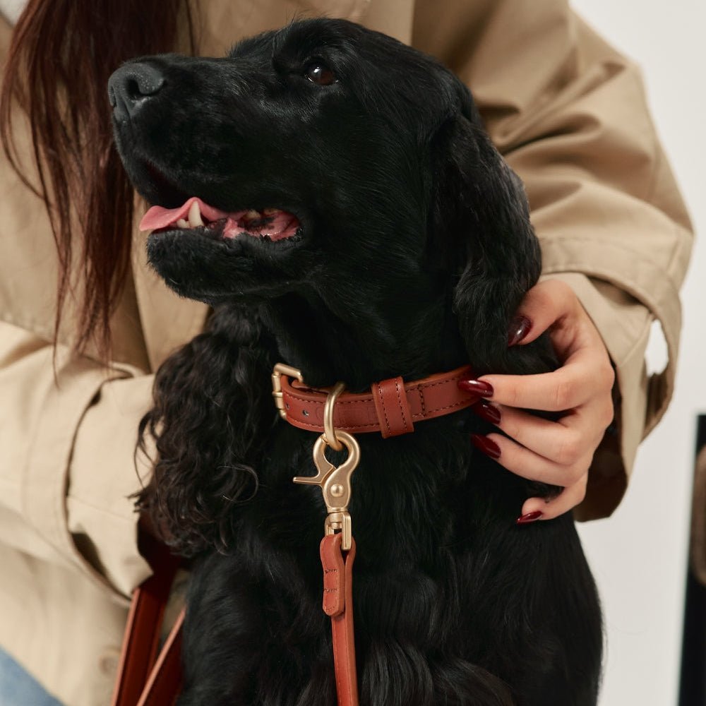 CAFIDE Jala - talutin, ruskea