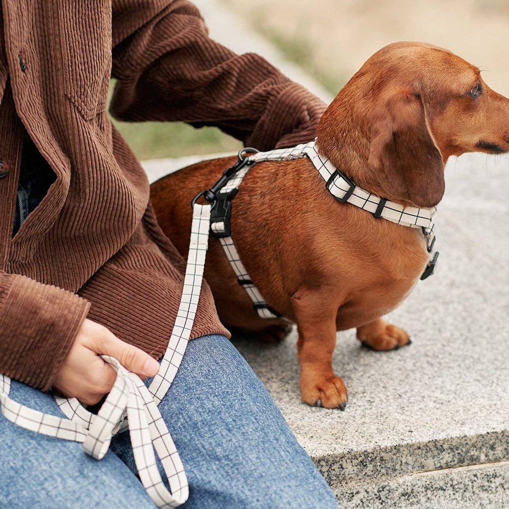 CAFIDE Juno - kierrätetty PET talutin, Beige Line