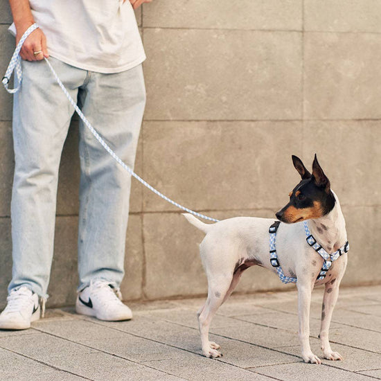 CAFIDE Juno - kierrätetty PET talutin, Vichy Blue