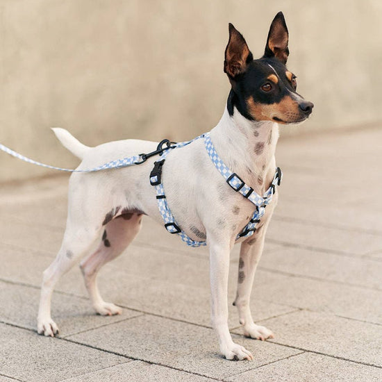 CAFIDE Juno - kierrätetty PET talutin, Vichy Blue