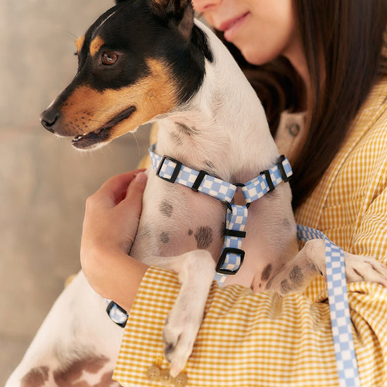 CAFIDE Juno - kierrätetty PET valjaat, Vichy Blue