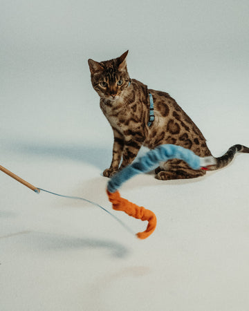 Kissan lelut netistä