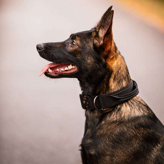 Rukka Pets Koiran kahvapanta